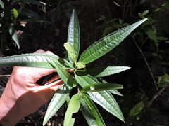 Miconia sellowiana