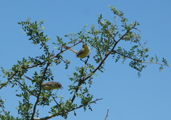 Stigmatura budytoides