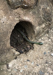 Philothamnus occidentalis