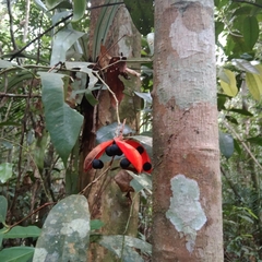 Sterculia lanceolata