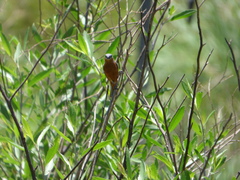 Sporophila hypoxantha