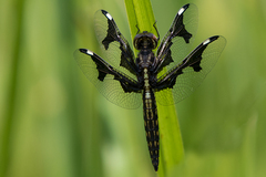 Palpopleura portia