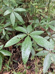 Pachira glabra