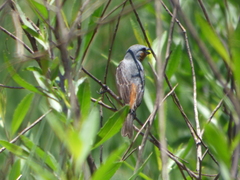 Sporophila hypoxantha