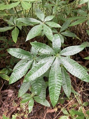 Pachira glabra
