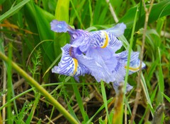 Iris planifolia