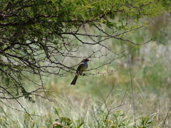 Myiarchus swainsoni
