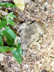 Microhyla mukhlesuri