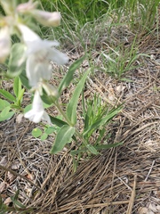 Penstemon albidus