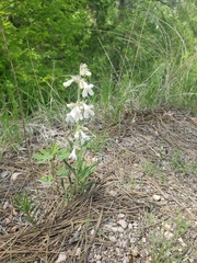 Penstemon albidus