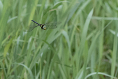 Zosteraeschna usambarica