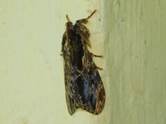 Dasychira antica