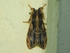 Dasychira antica