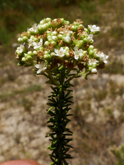 Selago corymbosa