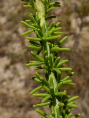 Selago corymbosa