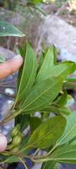 Huberia semiserrata