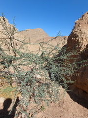 Vachellia tortilis