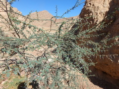 Vachellia tortilis