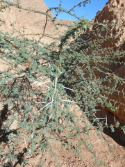 Vachellia tortilis