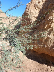 Vachellia tortilis
