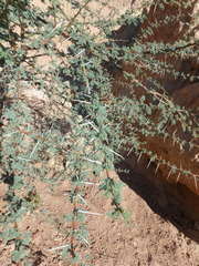 Vachellia tortilis