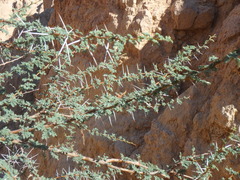 Vachellia tortilis