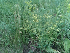 Bupleurum scorzonerifolium