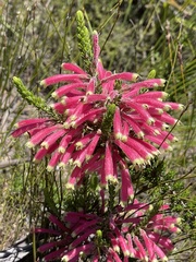 Erica densifolia