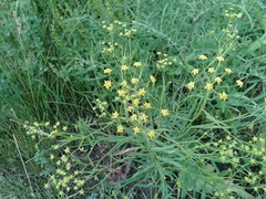 Bupleurum scorzonerifolium