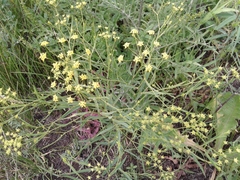 Bupleurum scorzonerifolium