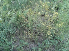 Bupleurum scorzonerifolium