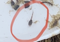 Cottus gobio