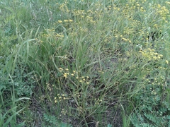 Bupleurum scorzonerifolium