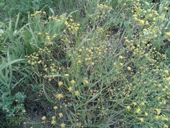 Bupleurum scorzonerifolium