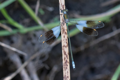 Chlorolestes apricans