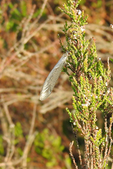 Myrmeleon formicarius