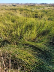Sporobolus pumilus