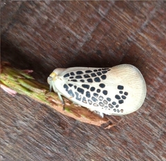 Poekilloptera phalaenoides