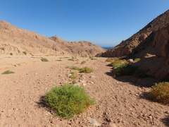 Fagonia mollis