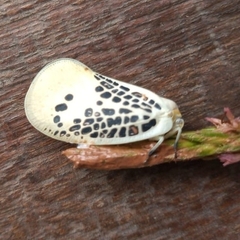 Poekilloptera phalaenoides