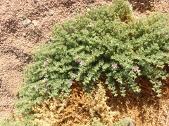 Fagonia mollis