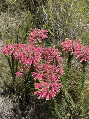 Erica densifolia