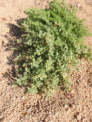 Heliotropium arbainense