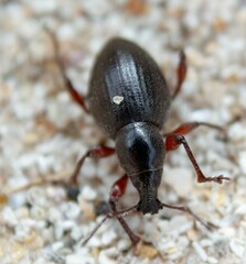 Otiorhynchus atroapterus