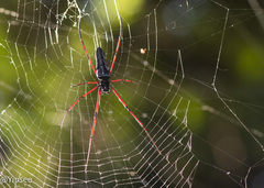 Nephila kuhli