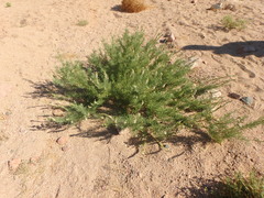 Reseda stenostachya