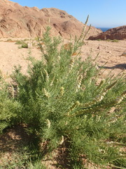 Reseda stenostachya