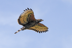 Stephanoaetus coronatus