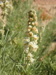 Reseda stenostachya