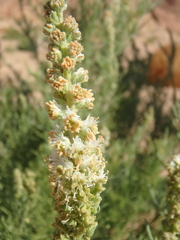 Reseda stenostachya